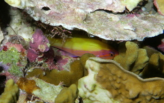 Mirolabrichthys evansi