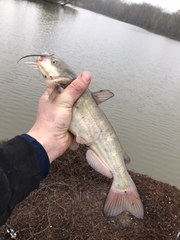 Ameiurus catus