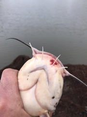 Ameiurus catus
