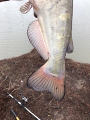 Ameiurus catus