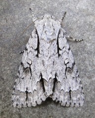 Acronicta laetifica