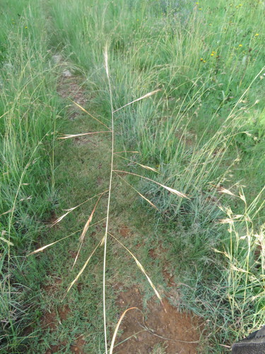 Three-Awned Rolling Grass (Aristida bipartita)