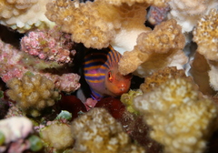 Pseudocheilinus hexataenia