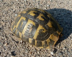 Testudo hermanni hermanni