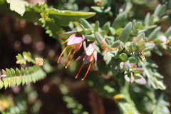 Darwinia citriodora