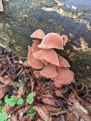 Auricularia auricula-judae