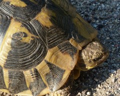 Testudo hermanni hermanni