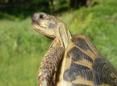 Testudo hermanni hermanni
