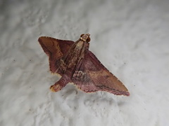 Endotricha olivacealis