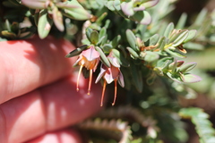Darwinia citriodora