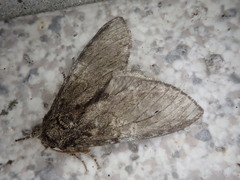 Peridea gigantea