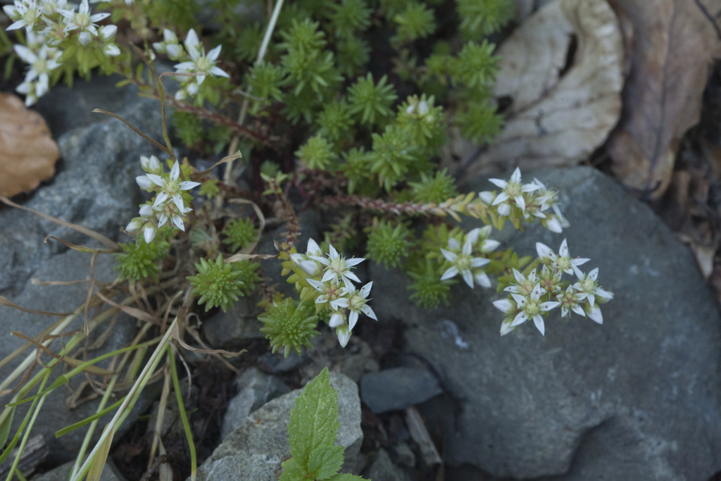 Sedum gracile