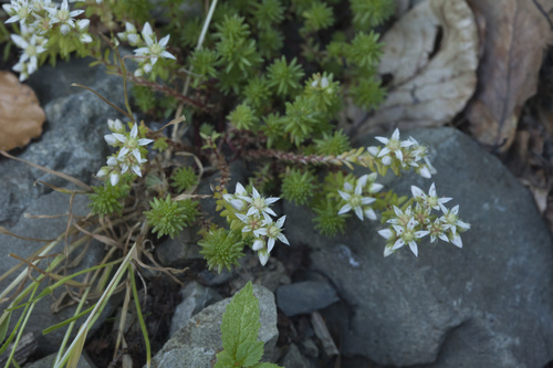 Sedum gracile