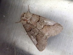 Protomiselia bilinea
