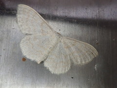 Scopula floslactata