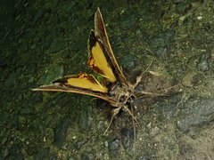 Sarbanissa subflava