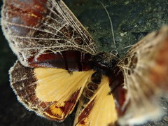 Sarbanissa subflava