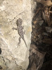 Sceloporus lundelli