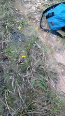 Utricularia juncea