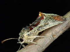 Sarbanissa subflava