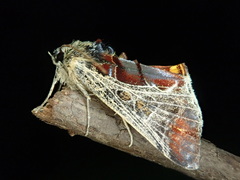 Sarbanissa subflava