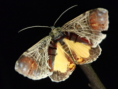 Sarbanissa subflava