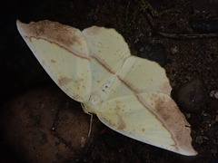 Auaxa sulphurea