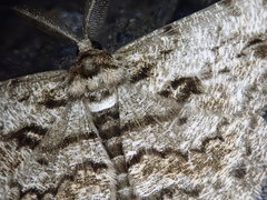 Hypomecis roboraria displicens