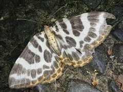 Gandaritis whitelyi leechi