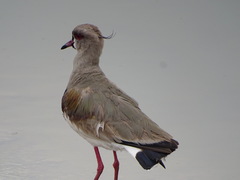 Vanellus chilensis