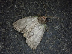 Polyphaenis subviridis