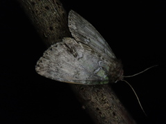 Polyphaenis subviridis