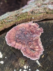 Fungi
