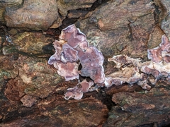 Fungi