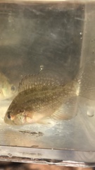 Enneacanthus gloriosus