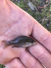 Enneacanthus gloriosus