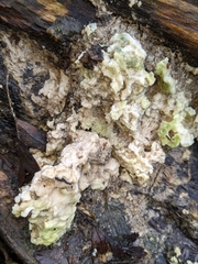 Agaricomycetes