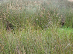 Juncus rigidus