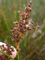Juncus rigidus