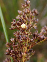 Juncus rigidus