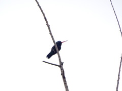 Chlorostilbon lucidus