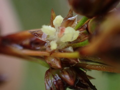 Juncus rigidus