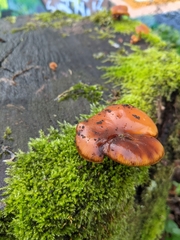 Basidiomycota