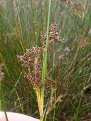Juncus rigidus