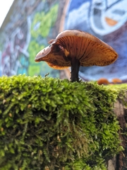 Basidiomycota