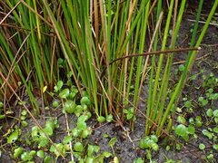 Juncus rigidus
