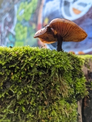 Basidiomycota
