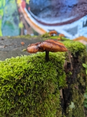 Basidiomycota
