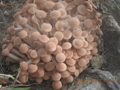 Desarmillaria caespitosa image