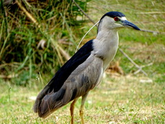 Nycticorax nycticorax